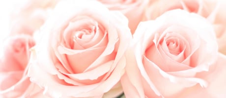 Beautiful Seasonal Flowers Banner